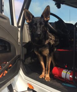 FRONTLINE Plus Flea and Tick Treatment for X-Large Dogs Up to 89 to 132 lbs., 3 Treatments 3 Count 38 71JJaXjcRoL