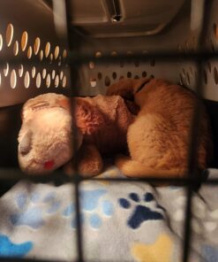 KONG - Cozie Marvin Moose - Indoor Cuddle Squeaky Plush Dog Toy - for Small Dogs Gold,brown 24 71JK6P 1ArL