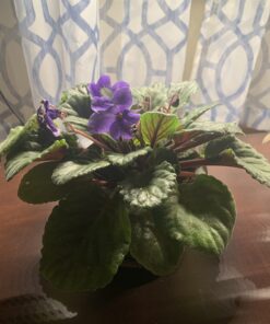 Maxicrop Liquid Seaweed (Kelp Extract, 32 Oz 23 71JKjULAfuL