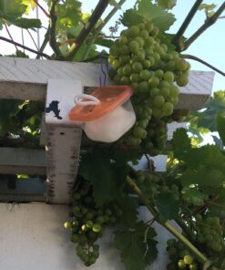 Essentially KateS Peppermint Essential Oil 4 Fl. Oz - Mentha Piperita - 100% Pure Natural and Therapeutic Grade - Diffuser, Skin, Hair, Aromatherapy, Garden and Kitchen Spray 31 71JKzWX3AL