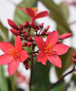 Nikon D3300 DX-format DSLR Kit w/ 18-55mm DX VR II & 55-200mm DX VR II Zoom Lenses and Case (Black) 49 71JMFHXAE6L