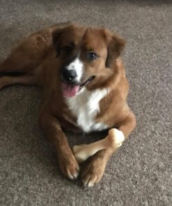 Nylabone Power Chew Knuckle Bone Big Dog Chew Toy Knuckle Chicken XX-Large/Monster (1 Count) XX-Large/Monster (1 Count) Natural 37 71JQF9eNVL