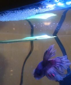 SunGrow 50 pcs Catappa Indian Almond Leaves for Betta Fish Tank Aquarium, 2” Water Conditioner Leaves, Leaf Also Suitable for Shrimp, Goldfish, Guppy and Frogs 50 Leaves 71 71JSFb incL