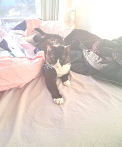 Purina Fancy Feast Grilled Wet Cat Food Seafood Collection in Wet Cat Food Variety Pack - (24) 3 oz. Cans Seafood Variety Pack - 24 Ct. 3 Ounce (Pack of 24) 44 71JSLKPDfcL