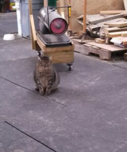 Mr. Heater F270255: 50,000 Btu Forced Air Kerosene Heater, One Size, Black 24 71JSVwPWV6L