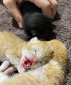 PetAg KMR Kitten Milk Replacer Powder - Prebiotics and Probiotics for Newborn to 6 Week - 12 oz Powdered Drink Mix 12 Ounce (Pack of 1) 24 71JU97lvVfL