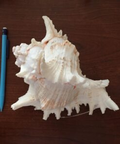 US Shell, 1 Piece, Murex Ramosus Sea Shell, 7 to 8 Inch Size 17 71JV1ky G5L