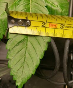 General Hydroponics RapidStart, Plant Food, 1-0.5-1, 275 mL. 29 71JW8fWNsL