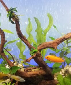 Aponogeton Ulvaceus Bulb - Aquarium Plant for Aquariums with temperatures Under 72F 55 71JY9N0cbvL