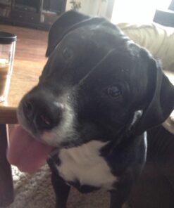 K9 Advantix II XL Dog Vet-Recommended Flea, Tick & Mosquito Treatment & Prevention | Dogs Over 55 lbs. | 4-Mo Supply 4 Pack XL Dog only 36 71JZDLC8gL