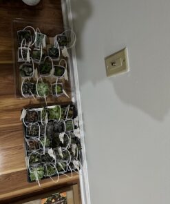 Shop Succulents Unique Succulent Plant Pack Bulk Collection - Live Mini Succulent Plants, Low Maintenance, Exceptional Colors & Textures - Wedding and Party Favors, Gift & Garden, Pack of 20 20-Pack Succulent Packs 44 71JagjcpPL