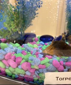 Aqueon Betta Falls 3 Section Aquarium Fish Tank With QuietFlow Power Filtration, Black 67 71JbUtAZmWL