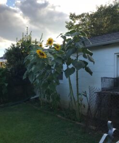 Mammoth Grey Stripe Sunflower Flower Seeds, 50+ Heirloom Seeds Per Packet, (Isla's Garden Seeds), Non GMO Seeds, Botanical Name: Helianthus annuus 31 71Jbz8ZLUlL