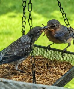Hatortempt 5lbs Non-GMO Dried Mealworms - Premium Organic Chicken Feed, Nutritious High Protein Meal Worms- Food and Treats for Laying Hens, Wild Birds, Ducks, Reptiles, Fish, Hedgehogs, Turtles 5 Pound (Pack of 1) 36 71JinSWJ1eL