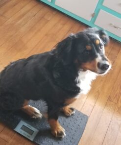 W.C Redmon Precision Digital Pet Scales, Large Large (Pack of 1) 34 71Jjdhk4qlL