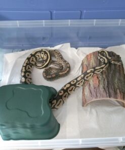 Nix Lice Killing Creme Rinse Extra Strength Family Pack, 2 Creme Rinse, 2 fl oz bottles & 2 Lice Combs 2 Fl Oz (Pack of 1) Lice Removal Comb 10 71Jjh1sKJL