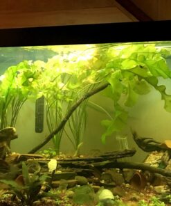 Aponogeton Ulvaceus Bulb - Aquarium Plant for Aquariums with temperatures Under 72F 43 71Jk44V4sL