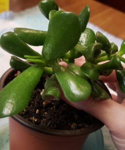 Hobbit Jade Plant - Crassula ovuta - Easy to Grow - 4.5" Pot 27 71JmYQZ7 aL