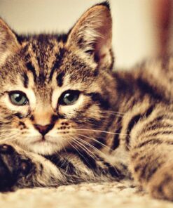 FRONTLINE Plus Flea and Tick Treatment for Cats Over 1.5 lbs., 3 Treatments 3 Doses 37 71JpS8stG6L