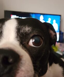 TCL 32-inch 1080p Roku Smart LED TV - 32S327, 2019 Model TV 32S327 46 71JqJktcvIL