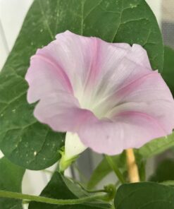 Flower Morning Glory Top of The Morning FBA-7776 (Multi) 50 Non-GMO, Heirloom Seeds 29 71JqgSSSy8L