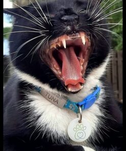 Hill's Pet Nutrition Science Diet Dry Cat Food, Adult, Chicken Recipe, 4 lb. Bag 44 71JrObnMuTL