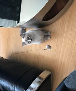 Go Cat Cat Catcher Teaser Wand with Mouse Cat Toy 22 71Jy3Ux3s9L