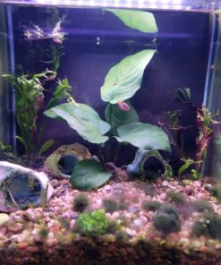 Anubias Barteri Coin Leaves Live Aquarium Plants Freshwater Rhizome 3 Days Live Guaranteed by Mainam 29 71JyMuICsFL