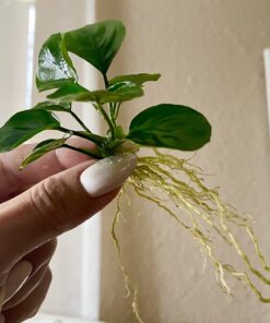 Anubias Barteri Coin Leaves Live Aquarium Plants Freshwater Rhizome 3 Days Live Guaranteed by Mainam 27 71K0eFbXNGL
