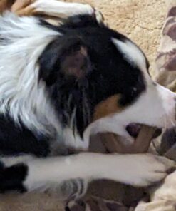 Benebone Wishbone Durable Dog Chew Toy for Aggressive Chewers, Real Bacon, Made in USA, Medium 28 71K1gE3NRhL