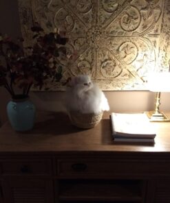 Dr. Elsey's Premium Clumping Cat Litter - Cat Attract - 99% Dust-Free, Low Tracking, Hard Clumping, Superior Odor Control, Natural Herbal Attractant, Unscented & Natural Ingredients, 40 lb 40 Lb / 18.14 Kg 35 71K2KRoH3BL