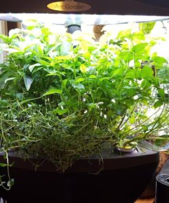 AeroGarden Classic 6 with Gourmet Herb Seed Pod Kit 42 71K2z8 mjsL