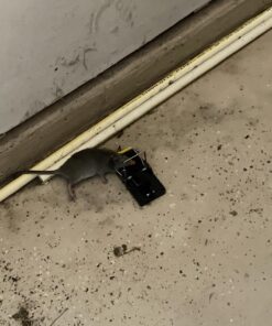 Mouse Trap Mouse Traps Indoor Mouse Traps for House Mouse Traps Outdoor Mice Traps for House Indoor 6 Pack M1-6 Packs 26 71K4t9ClZ8L