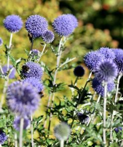 Nikon AF-S VR Micro-NIKKOR 105mm f/2.8G IF-ED Lens Lens Only 66 71K6nhciORL