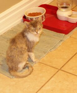 Petmate Replendish Automatic Gravity Waterer for Cats and Dogs, BPA-Free, No Batteries Required, Includes Charcoal Filter, 0.5 Gallon,Silver Silver 0.5 GAL 73 71K6yZeDwzL