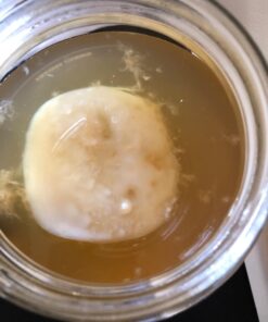 The Complete Jun Kombucha Brewing Starter Kit, Organic - Make Jun Kombucha at home 19 71K7sD1Lq4L