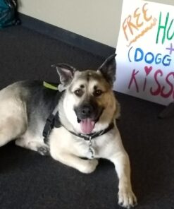 Pogi’s Dog Poop Bags - 10 Rolls (150 Doggie Poop Bags) - Leak-Proof Dog Waste Bags - Scented, Ultra Thick, Extra Large Poop Bags for Dogs 1 Count (Pack of 150) 21 71K7thCLlL