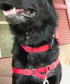 Hands Free Dog Leash by Hertzko – Great Running Leash for m=Medium to Large Dogs - Strong, Durable and Weather Resistant Nylon Bungee Leash (36 inches Bungee) Standard- 36 inch Bungee 17 71KBNSzobZL