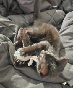 SmartyKat (3 Count) Skitter Critters Catnip Cat Toys - Gray/Cream, 3 Count Set of 3 Skitter Critter Mouse 32 71KCQE1pTL