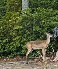 Moultrie Feed Station, Choose Model Feed Station II 25 71KCYrxzJTL