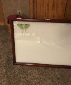 Two Timbers Extra Large Display Case with Cherry Finish Handmade Wood Box with Glass Top, Arrowheads, Knives, Rocks, Pins, Collectibles, Collections, Medals, Military Coins 4h, Memory Box Keepsakes 29 71KDAAkYUcL