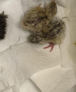 12 Large Fertile Hatching Coturnix Quail Eggs 30 71KDiVtRQBL