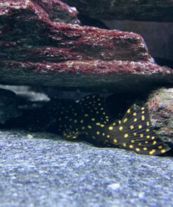 Aquatic Experts Aquarium Filter Floss for Fish Tank Filters - FilterFirst Aquarium Filter Pad - Aquarium Filter Media Roll for Crystal Clear Water, (12 Inch Wide, 72 Inch Long) 12 Inch Wide 55 71KEVwb0DpL