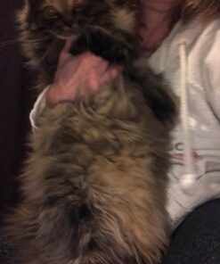 GoPets Dematting Comb with 2 Sided Professional Grooming Rake for Cats & Dogs 35 71KEiSs6MkL