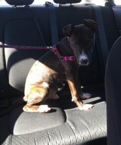 Leash Boss Dog Car Seat Belt Restraint - No-Chew Heavy Duty Car Seatbelt for Pets - 5 Sizes - Coated Steel Rope to Prevent Chewing (31 in) Black - 1-Pack 31in 32 71KFNhc9McL