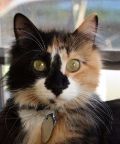 Nutramax Cosequin Joint Health Supplement for Cats - With Glucosamine and Chondroitin, 55 Capsules 39 71KIH2rt ML