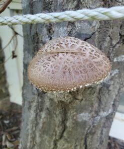 100 Shiitake 100 Mushroom Plug Spawn Edible Mycelium Plugs 34 71KIXXFHp1L