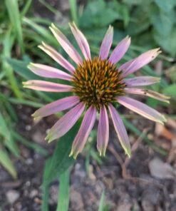 Purple Coneflower Seeds – Extra Large Packet – Over 3,000 Open Pollinated Non-GMO Wildflower Seeds – Echinacea purpurea 1 Ounce Pouch 25 71KJEV5VU7L