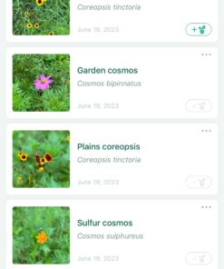 Eden Brothers Southeast Wildflower Mixed Seeds for Planting, 1 lb, 480,000+ Seeds with Cornflower, Blanket Flower | Attracts Pollinators, Plant in Spring or Fall, Zones 3, 4, 5, 6, 7, 8, 9, 10 1 Pound 42 71KONlRt3uL