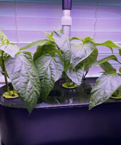 AeroGarden Sweet Bell Peppers Seed Pod Kit (9-pod) Tall Gardens Only Sweet Bell Pepper 37 71KPLMi2DLL